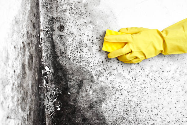 Best Commercial Mold Removal  in Elmsford, NY