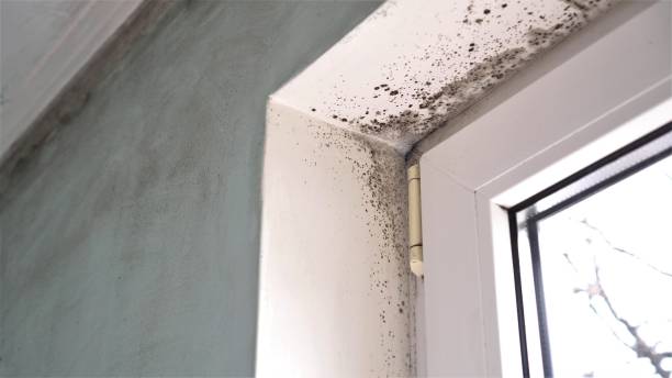 Best Local Mold Removal Service  in Elmsford, NY