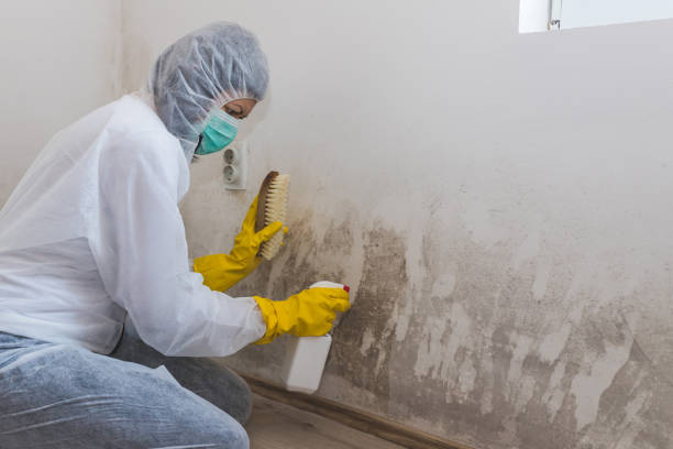 Best Office Mold Removal Services  in Elmsford, NY