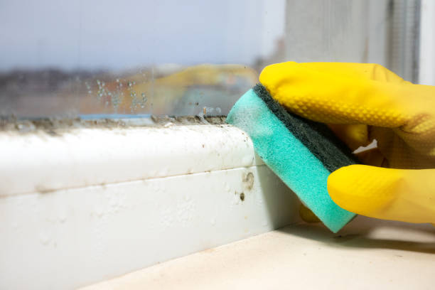 Best Mold Removal Company Near Me  in Elmsford, NY