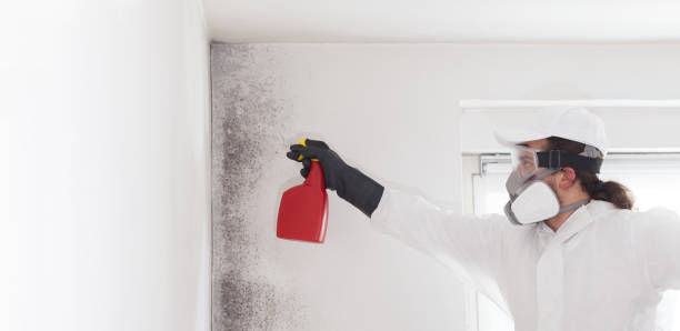 Best Mold Damage Repair  in Elmsford, NY