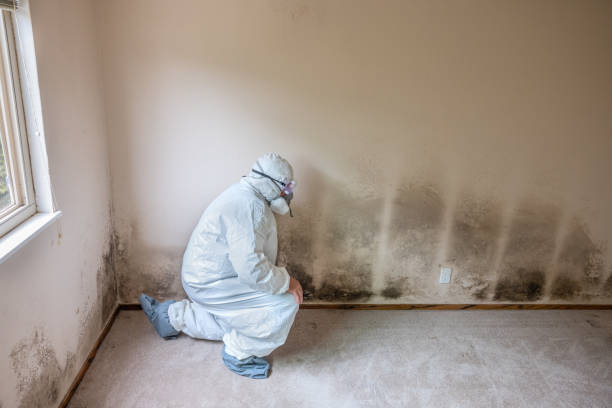 Best Black Mold Removal  in Elmsford, NY