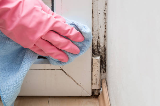 Best Certified Mold Removal  in Elmsford, NY